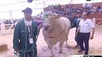 ثور يبلغ وزنه 1300 كلغ بالمعرض الدولي للفلاحة بمكناس