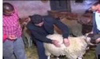 خرفان تمحضيت بافران