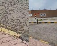 النمل الأسود يغزو بالمليارات الشوارع والمنازل بسلطنة عمان ..