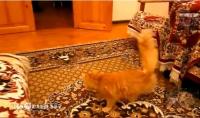 قط يخاف من سوبر ماريو