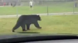 فيديو لدب يتسبب في إغلاق مطار باليابان وإلغاء رحلات