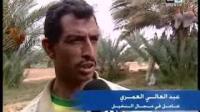 جني التمور بتافيلالت