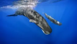 ذكاء غير بشري تحت البحر: العلماء يفكون شفرة لغة حيتان العنبر باستخدام الذكاء الاصطناعي