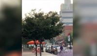 حشرات خضراء تغزو نيويورك (فيديو)