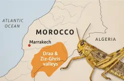 تقارير دولية تحذر من تكاثر أسراب الجراد جنوب المغرب والسلطات تتدخل بشكل عاجل قبل الكارثة