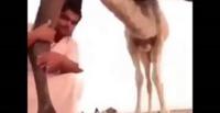 بالفيديو.. شاب خليجي جلس لالتقاط الصور أسفل جمل فتلقى ركلة قاسية