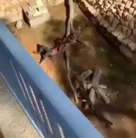 بالفيديو...أنثى نمر تفترس أحد زوار في مشهد مروع داخل حديقة حيوانات بالسعودية