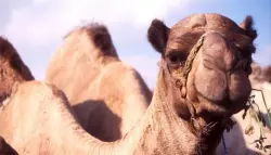 حليب النوق يخفف أعراض الربو التحسسي ويقلل الالتهابات الرئوية