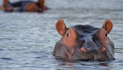 كارثة بيئية تضرب الكونغو: نفوق جماعي لأفراس النهر بسبب الجمرة الخبيثة