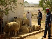 القبض على عصابة مكونة من 8 أشخاص تسرق المواشي  بتارودانت