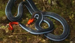 بعد العثور على أفعى نافقة .. القضاء البريطاني يمنع رجلًا من تربية الحيوانات 7 سنوات