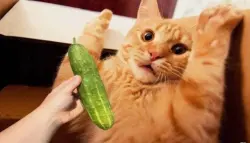 لماذا تخاف القطط من الخيار؟ تفسير علمي وتحذيرات من المقالب الطريفة