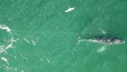 سباق مع الزمن لإنقاذ حوت عالق قبالة سواحل سيدني