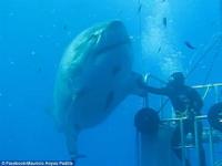 بالفيديو والصور.. غواص يصافح قرش أبيض عملاق