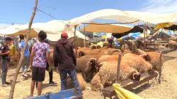 ملايين الرؤوس "تختفي" في ظروف غامضة.. كيف تلاعب "الشناقة" بقانون العرض والطلب وأفشلوا المخططات الحكومية؟
