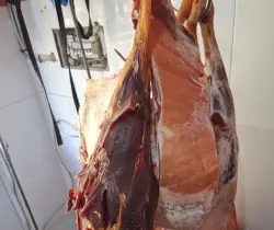 ذبيحة سرية ولحوم فاسدة بمرتيل.. لجنة مختلطة تُسقط "مخزن الموت" بحي الديزة