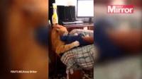 عجيب: قطة تطارد شابا وتهجم عليه كأنها أسد