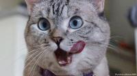 كيف وصلت قطط مصر إلى أوروبا؟