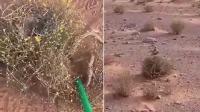 طائر يستنجد بسائق سيارة لينقذ فراخه من هجوم افعى (فيديو)