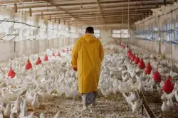 المغاربة يواجهون غلاء الدواجن مع بداية رمضان… ومواطنون: الميزانية لم تعد تتحمل(فيديو)