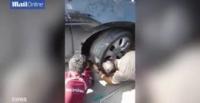 بالفيديو.. رجل يعثر على ثعبان مختبئ بسيارته