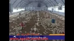 ضيعة لتربية الدواجن باقليم اشتوكة ايت باها