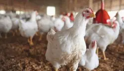 المهنيون يبررون والشناقة في قفص الاتهام.. الدجاج يقترب من عتبة 30 درهما للكيلوغرام ويزيد معاناة الأسر المغربية