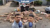 روائح كريهة ومشاهد بشعة عقب نحر أضاحي العيد ومواطنون يستنكرون