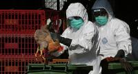 اليابان تقوم بإعدام 150 ألف دجاجة بسبب إنفلونزا الطيور
