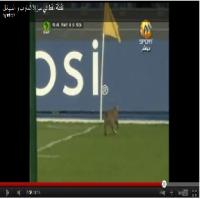 قط في مباراة المغرب و السينغال 
