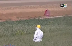 مرض الصدى البني يهدد حقول القمح بالمغرب