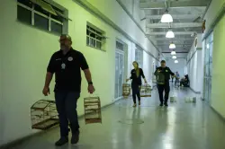 البرازيل تُحبط أكبر شبكة للاتجار بالحيوانات البرية وتنقذ أكثر من 700 كائن