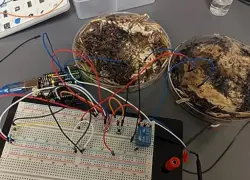 فطر شيتاكي يدخل عالم الحوسبة: تقنية جديدة تمزج بين الذكاء البيولوجي والإلكتروني