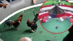 الإكوادور.. مسلحون يقتلون 11 شخصاً خلال مصارعة ديوك ويسرقون الجائزة!