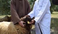 من أجل تجنب تكرار سيناريو الغش في أضاحي العيد..."أونسا" تواصل حملة "الطوانك"