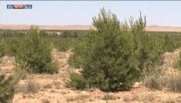 أقاليم المغرب الشرقية تواجه خطر التصحر