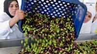 ارتفاع أسعار زيت الزيتون بالمغرب يعود لهذا السبب