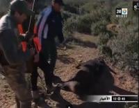 الخنزير البري يواصل هجماته على الأراضي الفلاحية