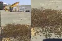 بالفيديو: سرب من النحل يحتل قاعدة جوية بريطانية