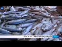 قناة جزائرية المغرب هو سبب انعدام السمك بالجزائر