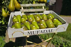 إجاص بلجيكي على موائد المغاربة