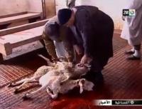 الشروط الصحية لذبح اضحية العيد