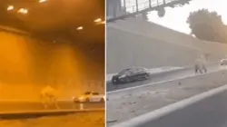 بالفيديو..جمل هارب يتجول بين السيارات على أحد الطرق في السعودية