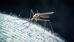 دراسة تنهي لغز “بعوضة مترو لندن” وتكشف أصلها