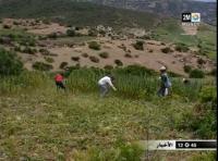 القنب الهندي او الكيف والمجال الطبي‏