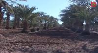 انتعاش المساحات المخصصة لزراعة النخيل بزاكورة