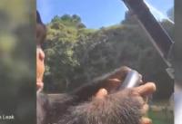 بالفيديو: قرد يقود عربة غولف بمهارة فائقة