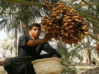 المغرب ثامن عالميا على مستوى تعداد النخيل وإنتاج التمور 