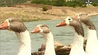 عندما يعبر الأطفال الصغار عن اعجابهم بـ "البطات و البطيطات"