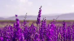 صدمة لعشاقه: دراسة تكشف أن اللون الأرجواني "وهم بصري" لا وجود له في الواقع